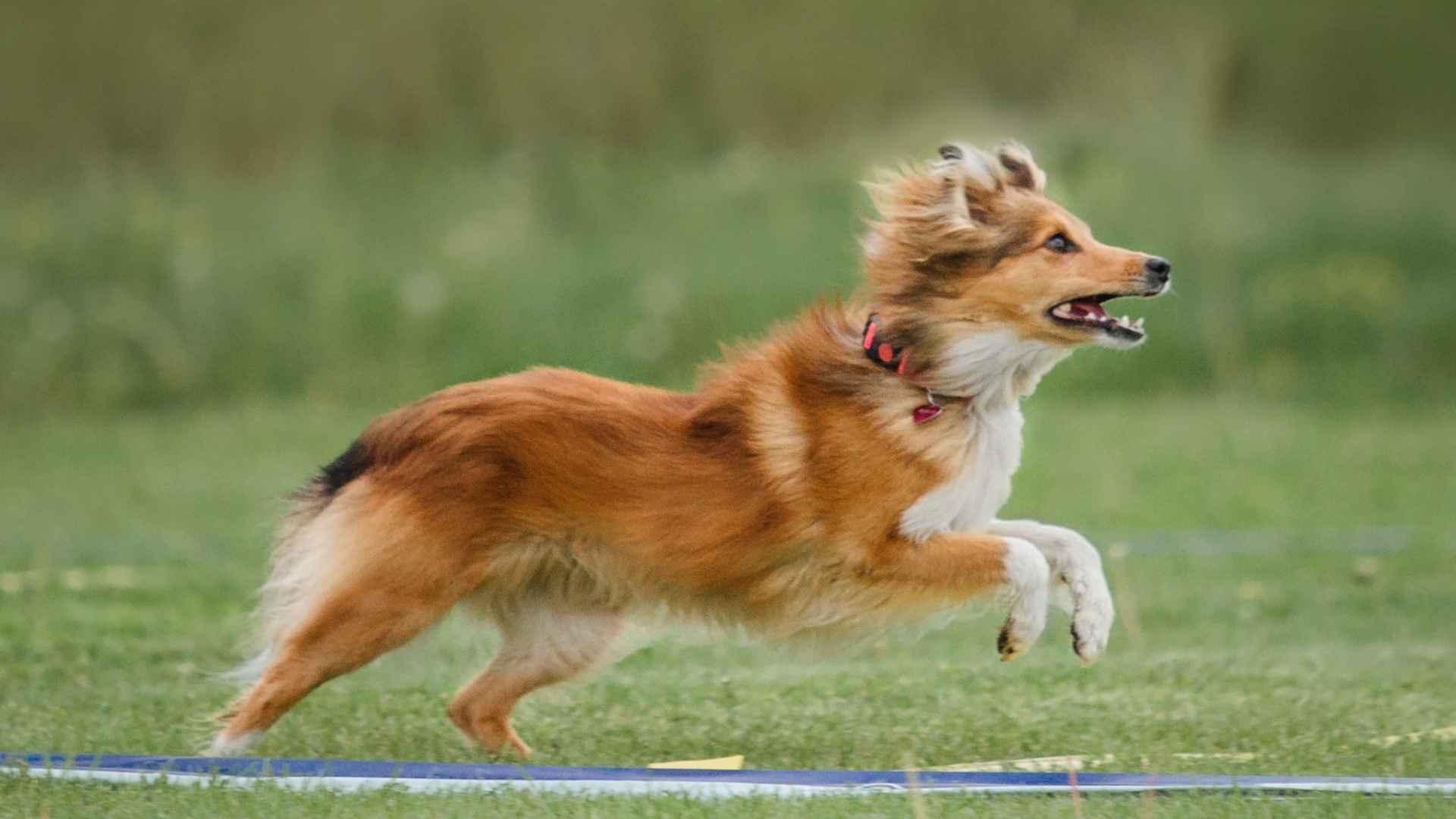 7 Confident Sporting Dog Breeds That Love to Win: Game On!