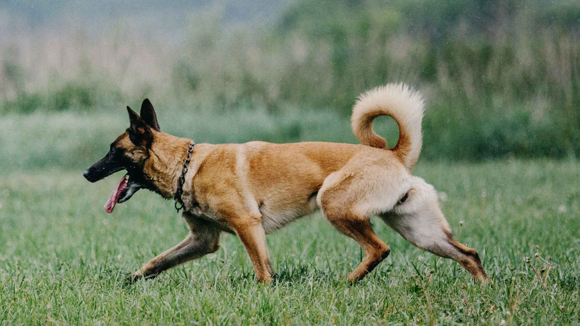 7 Confident Tracking Dog Breeds That Never Lose the Scent