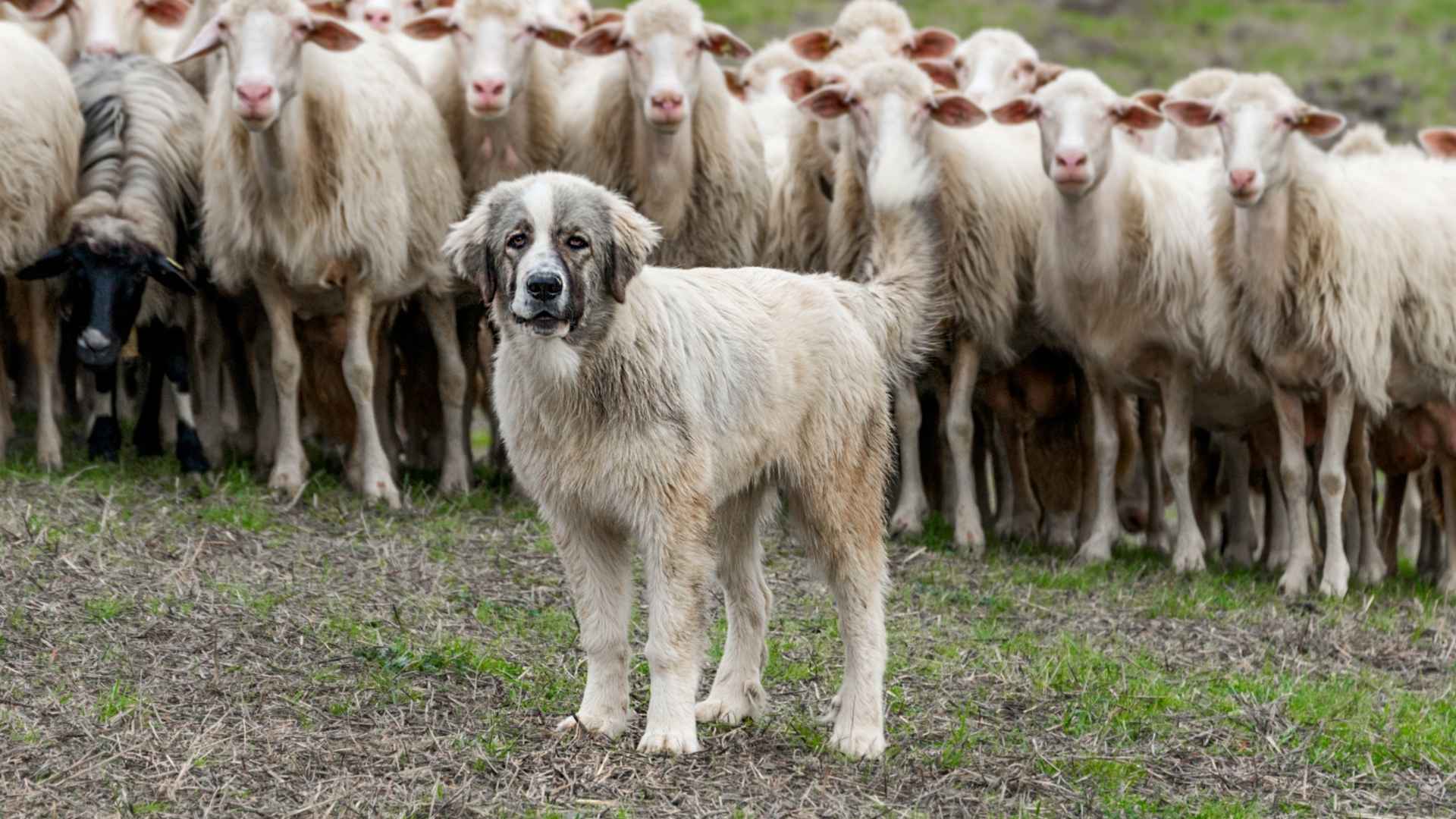 Top 9 Confident Herding Dog Breeds with Big Personalities