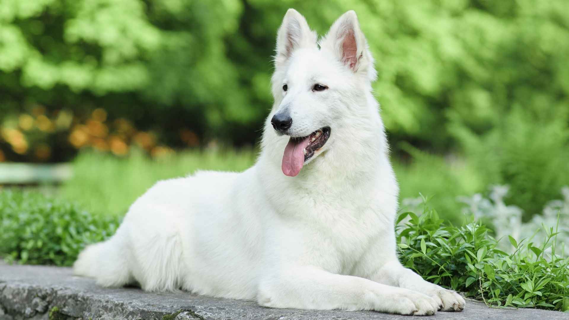 7 Confident and Outgoing Dog Breeds: The Self-Assured Ones