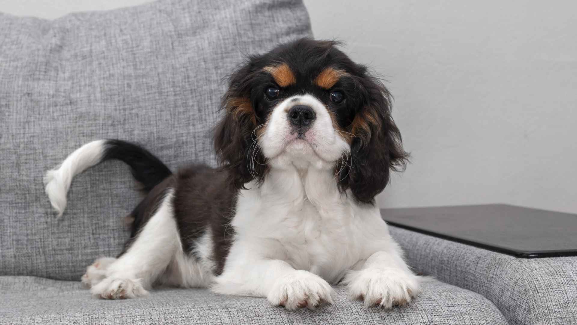 7 Couch Potato Family Dog Breeds for Lazy Days at Home