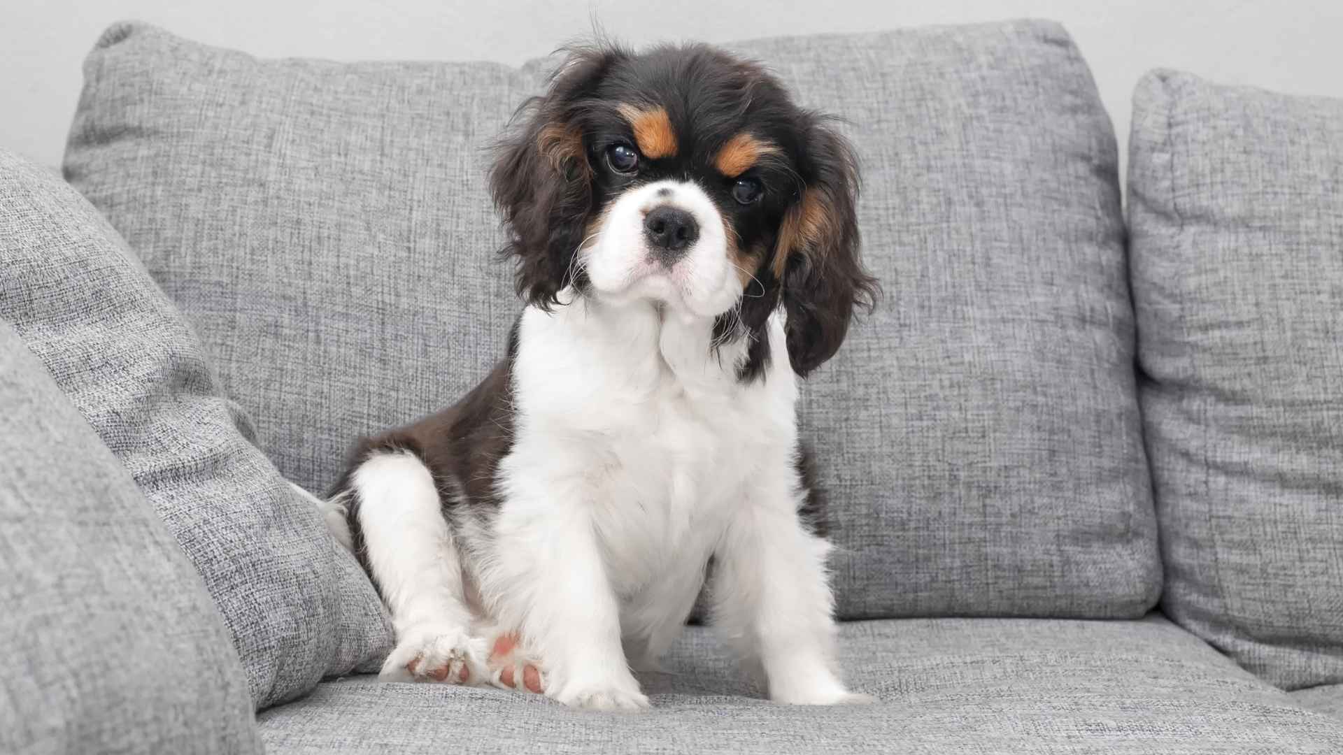 7 Couch Potato Puppy Breeds Perfect for Relaxed Living