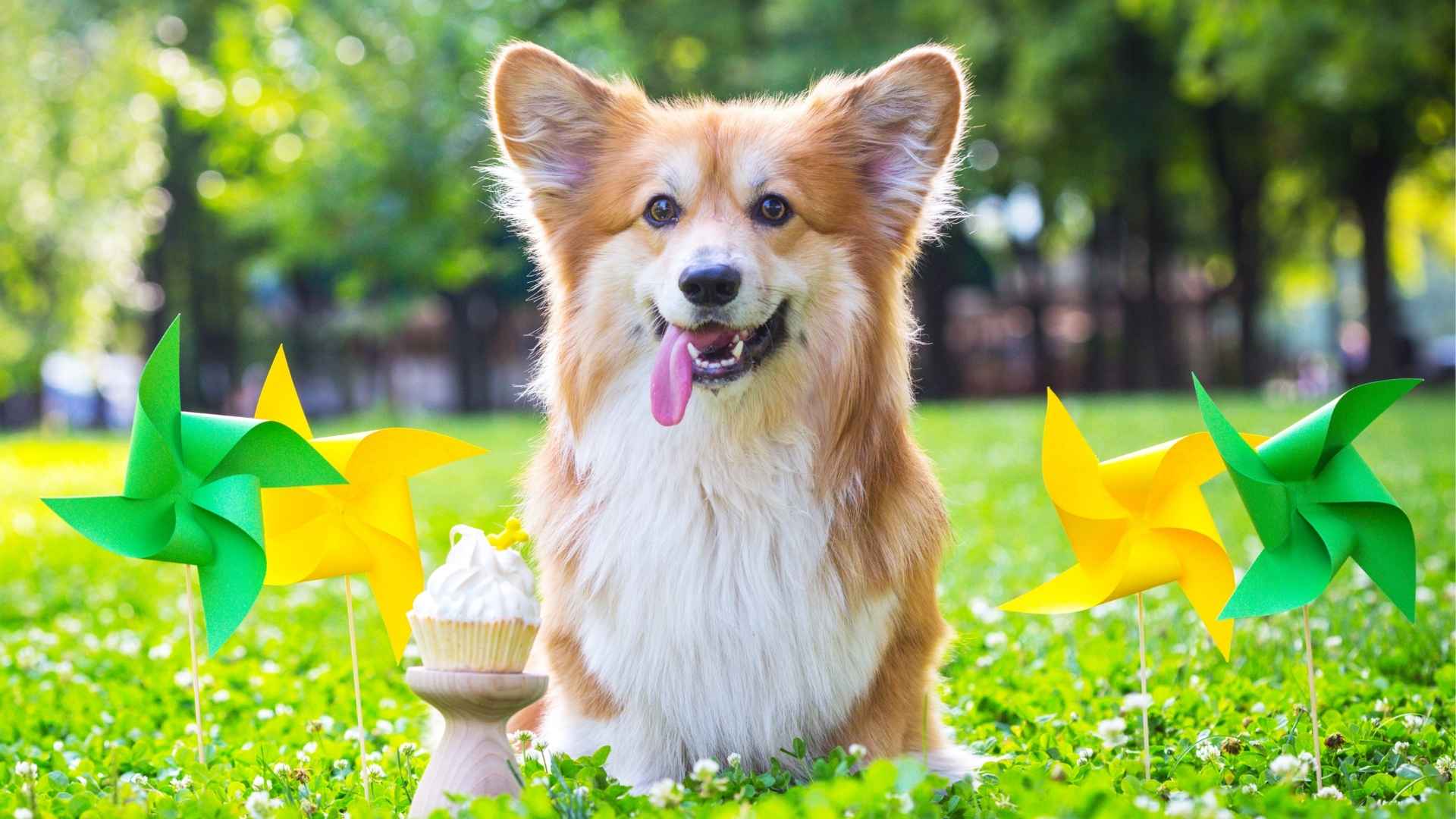 7 Crazy Dog Breeds That Are Full of Surprises