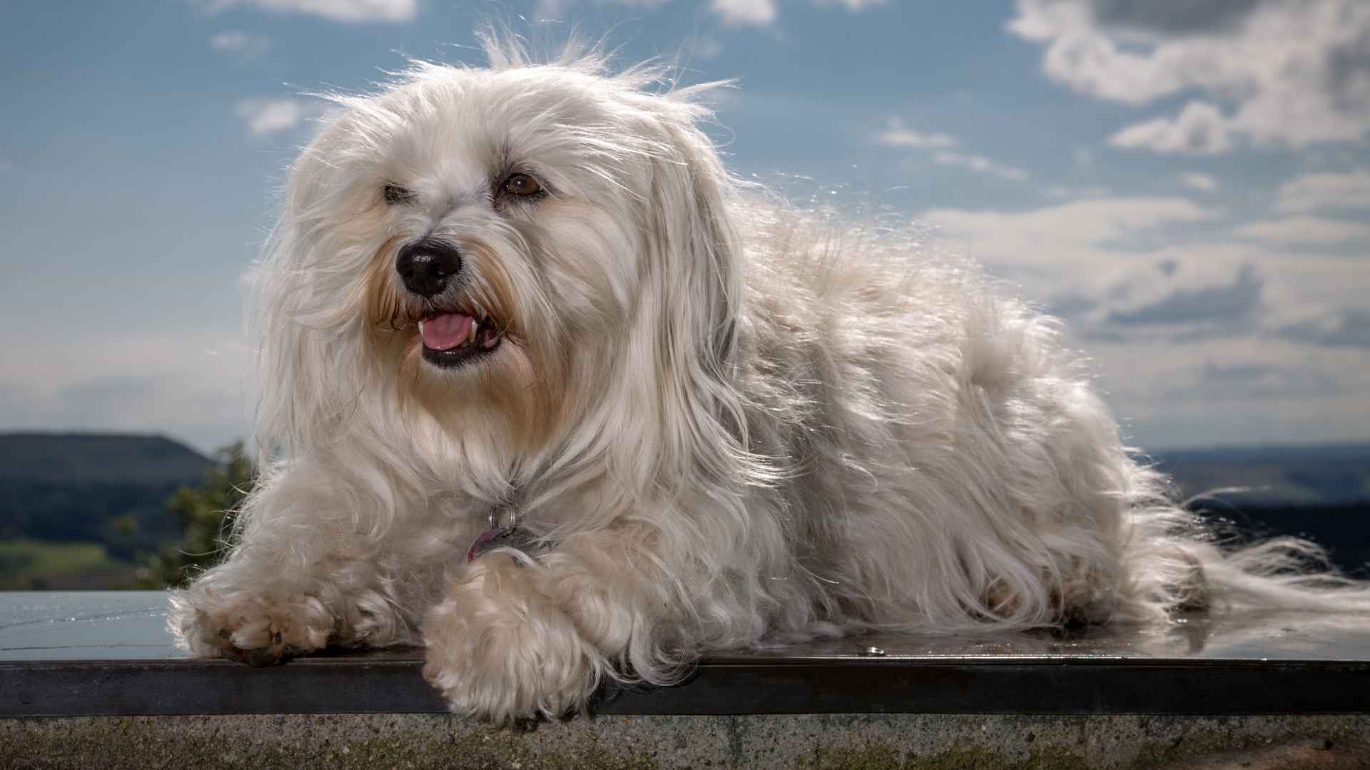7 Cuban Dog Breeds That Bring Island Vibes to Your Home