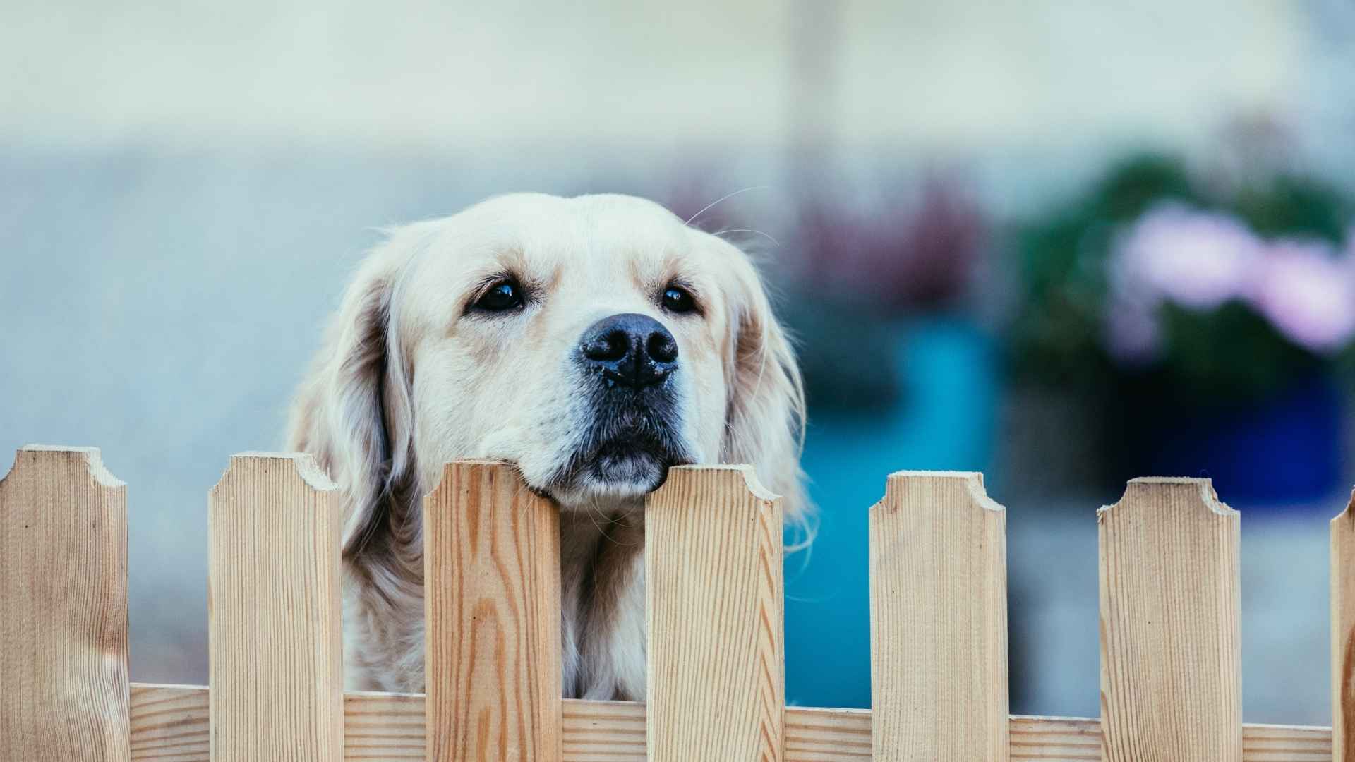 7 Curious Dog Breeds That Can’t Resist a Good Sniff or Search