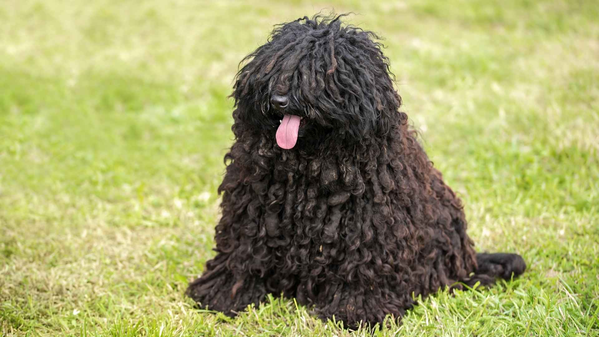 7 Curly-Haired Mid-Sized Dog Breeds That’ll Steal Your Heart (and Your Couch)