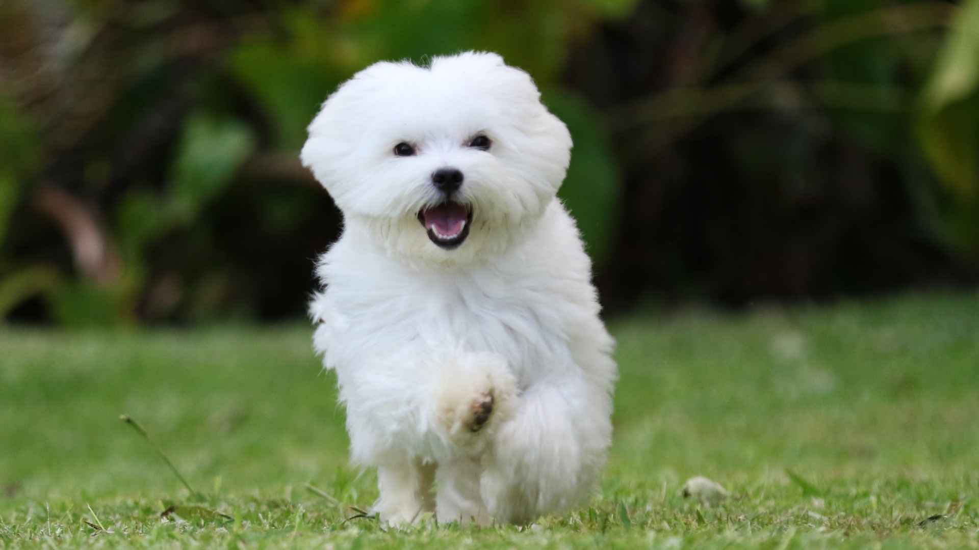 7 Cute Small Dog Breeds Perfect for Your Family