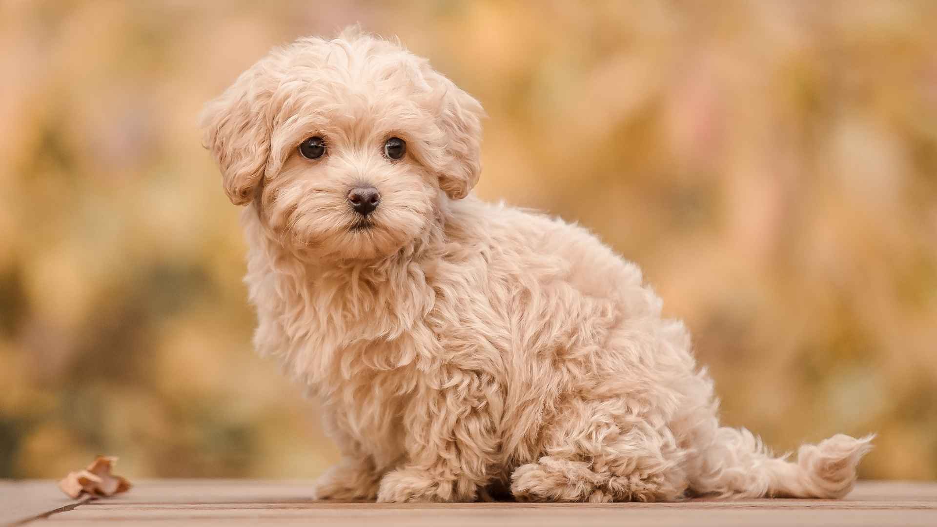 7 Cutest Hypoallergenic Puppy Breeds: No More Sneezes!