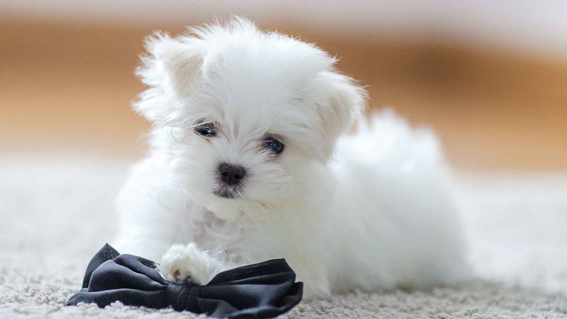 7 Cutest White Dog Breeds You’ll Instantly Fall in Love With