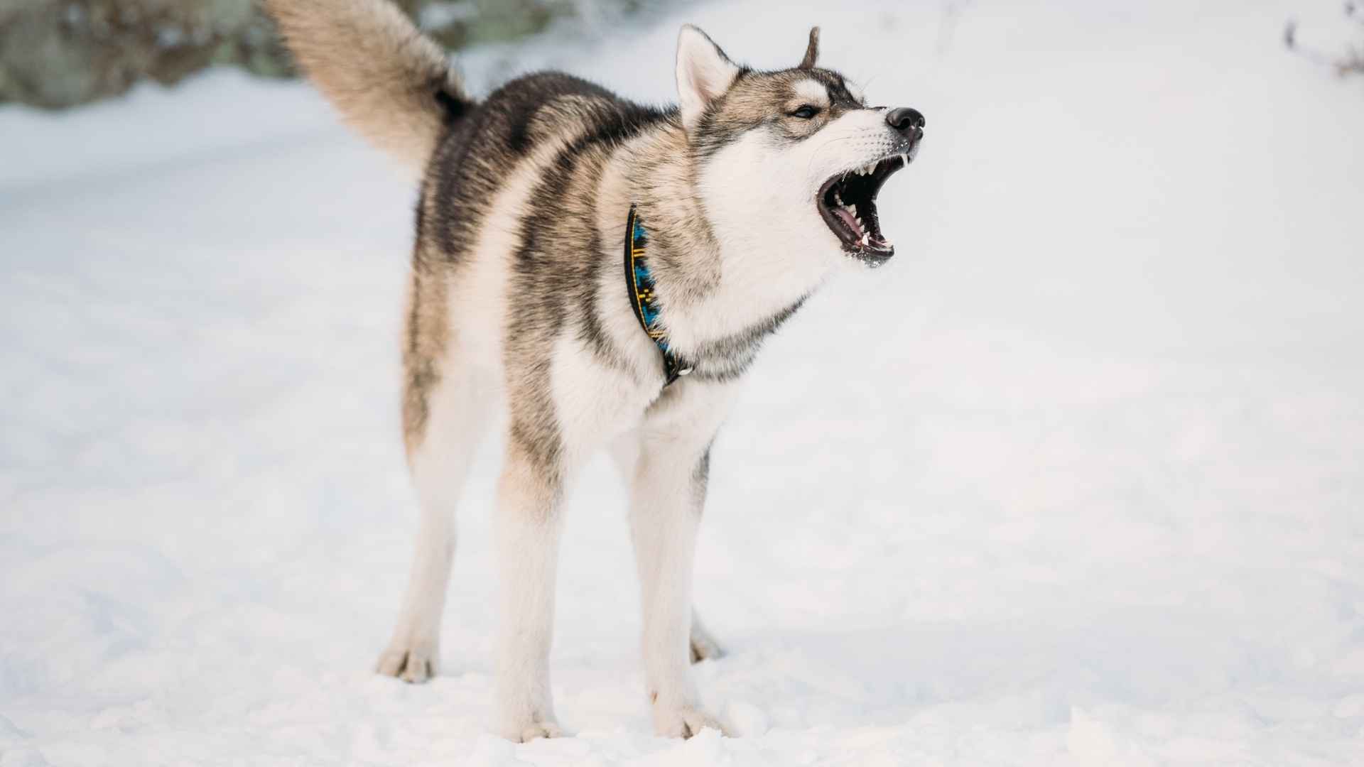 7 Most Aggressive Dog Breeds and Their Traits