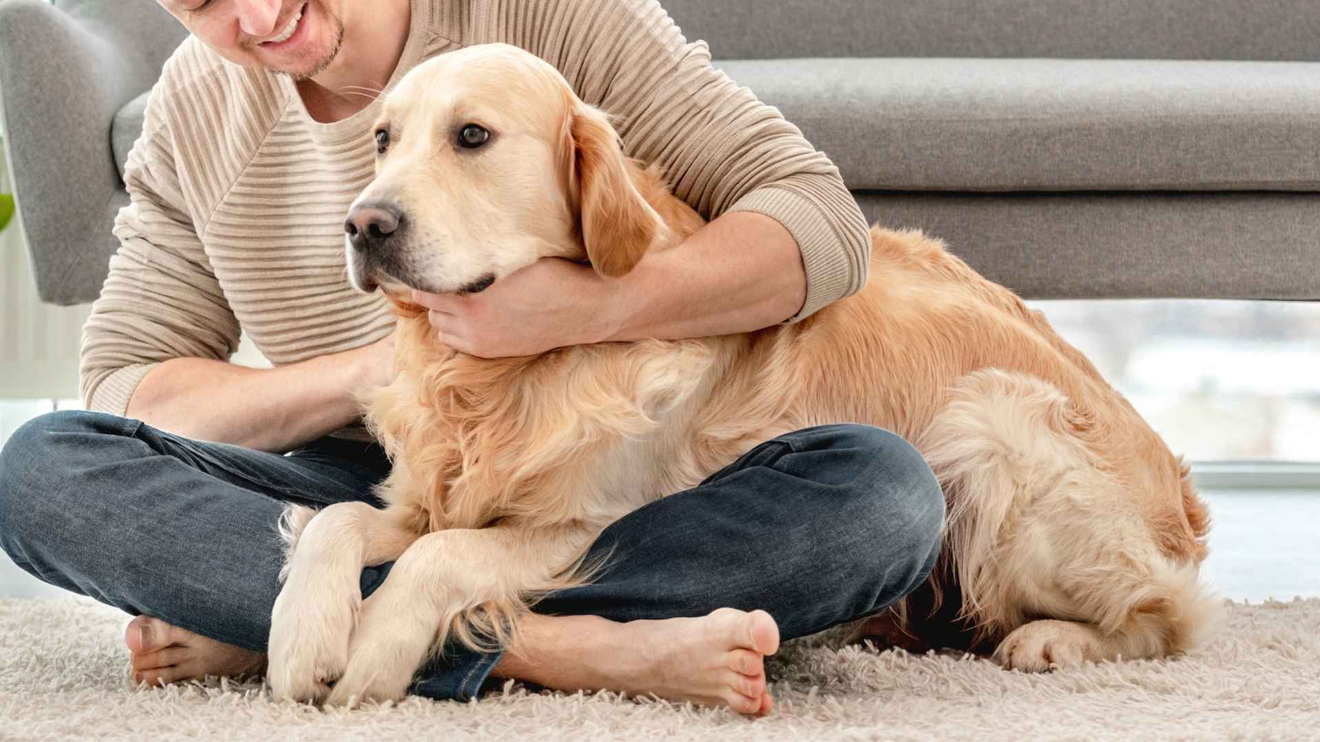 7 Dependable and Predictable Dog Breeds That Make Great First Pets