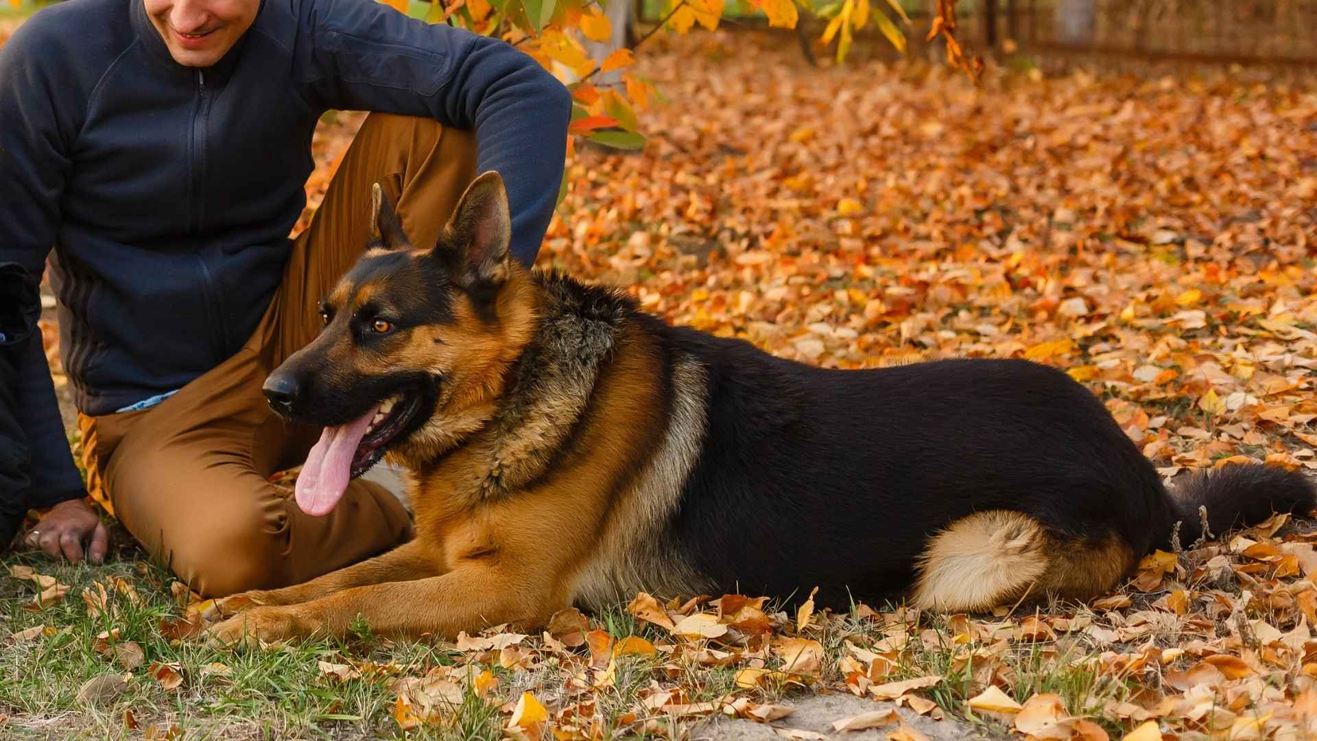 7 Devoted Dog Breeds for Unmatched Loyalty and Companionship