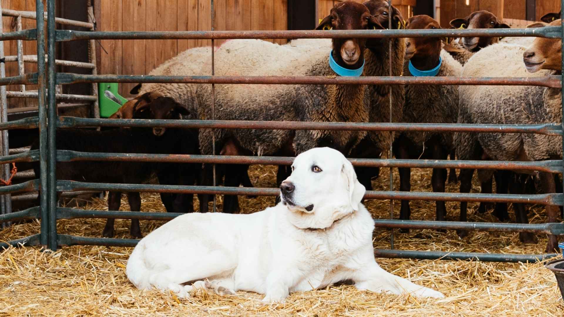 7 Devoted Herding Dog Breeds That Excel on the Job