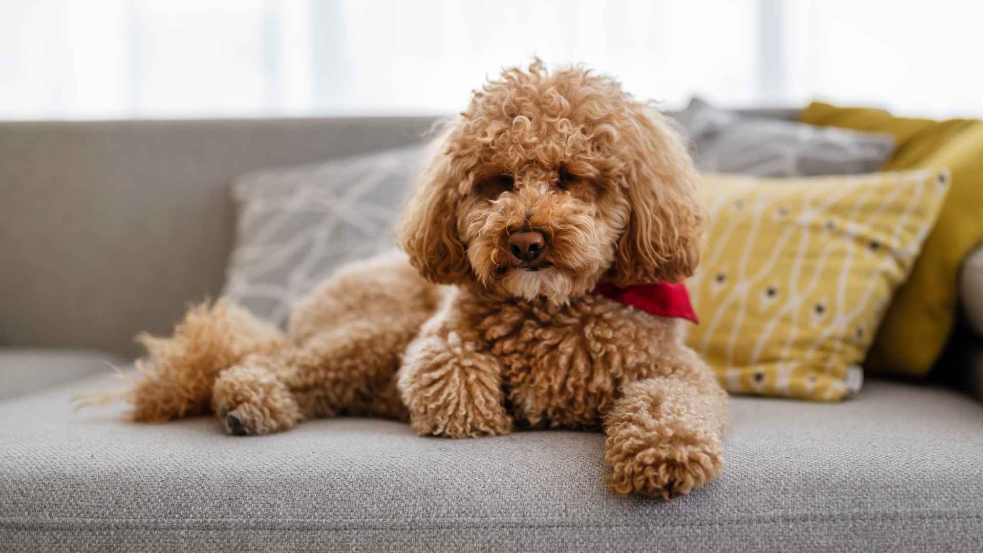 7 Devoted Hypoallergenic Dog Breeds That Won’t Trigger Allergies