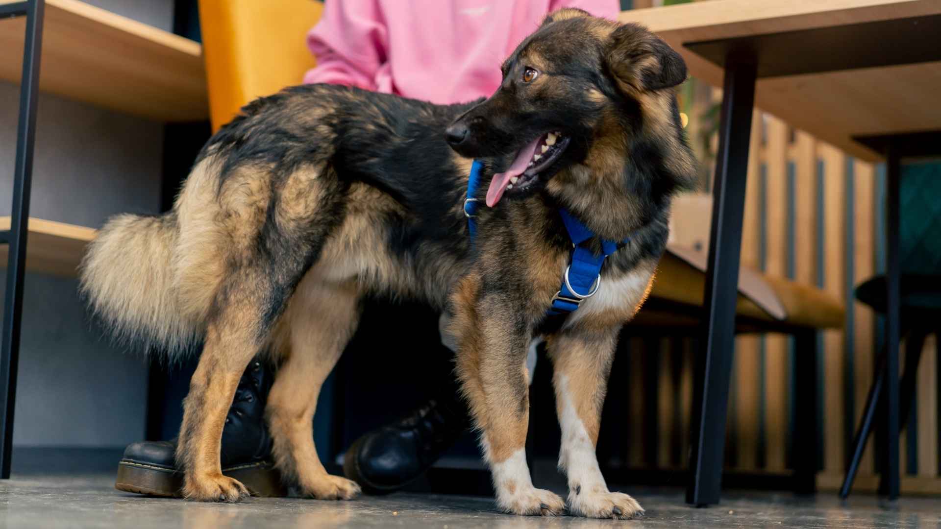 7 Devoted Rescue Dog Breeds That Thrive on Second Chances