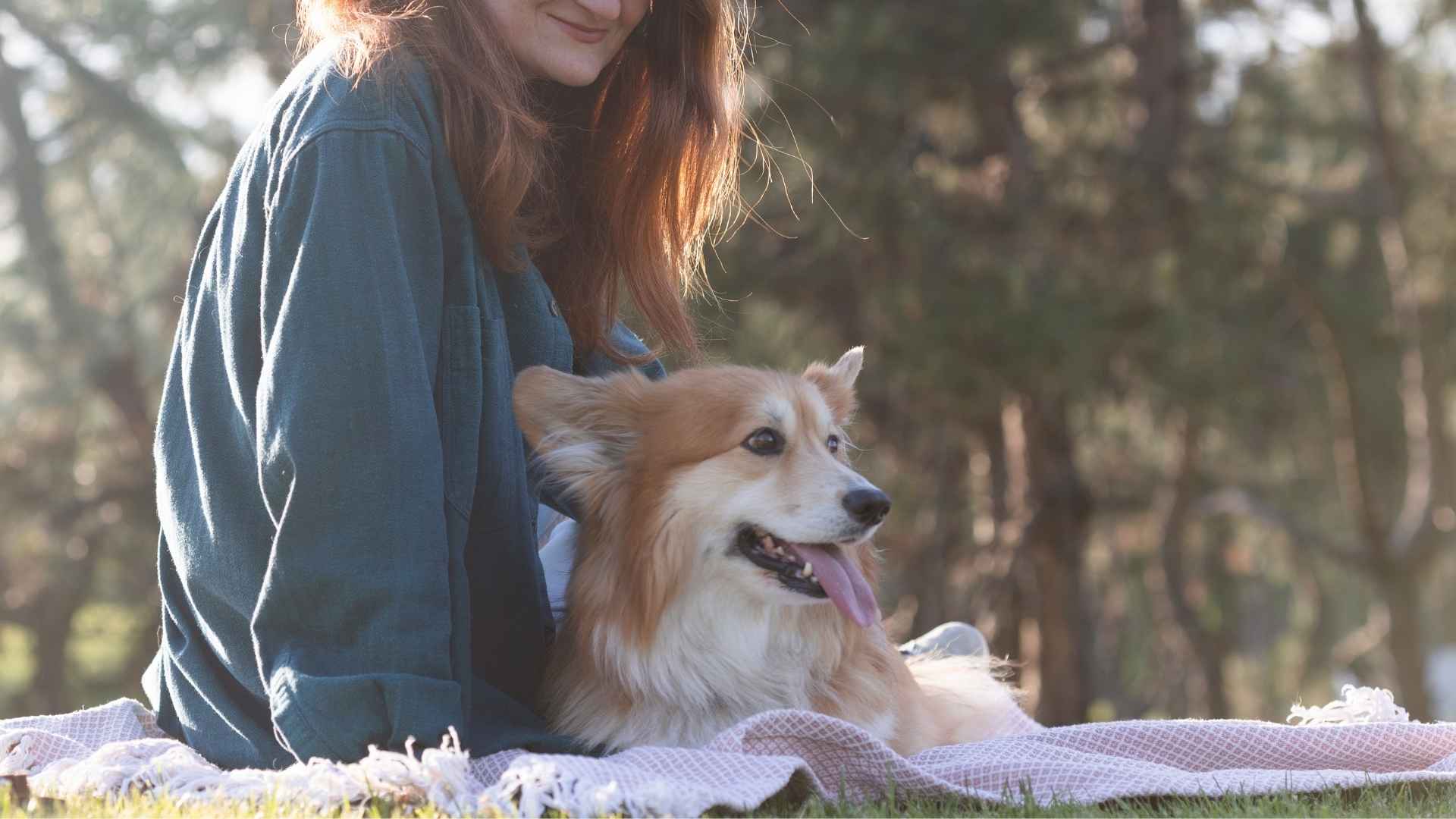7 Docile Companion Dog Breeds That Love to Be by Your Side