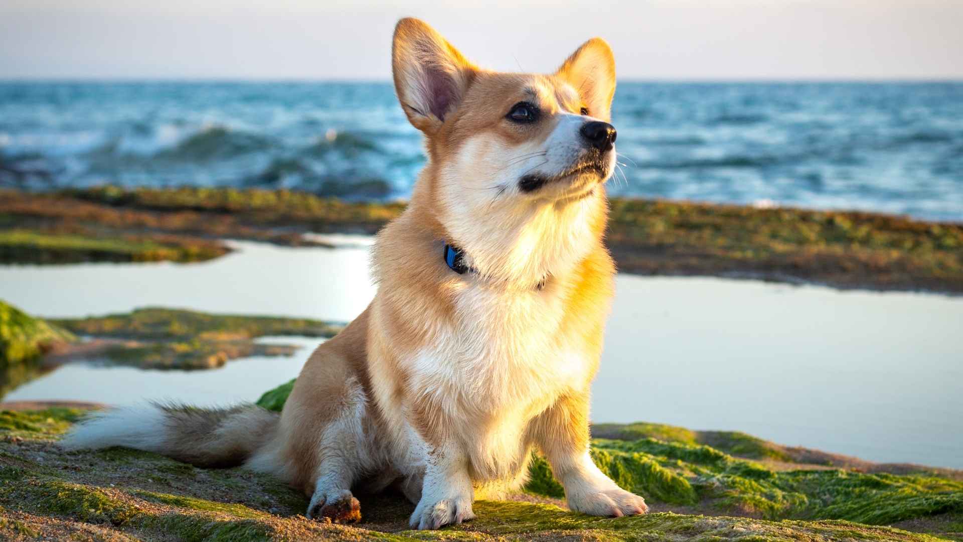 7 Dog Breeds Are The Worst Swimmers (And How To Keep Them Safe)