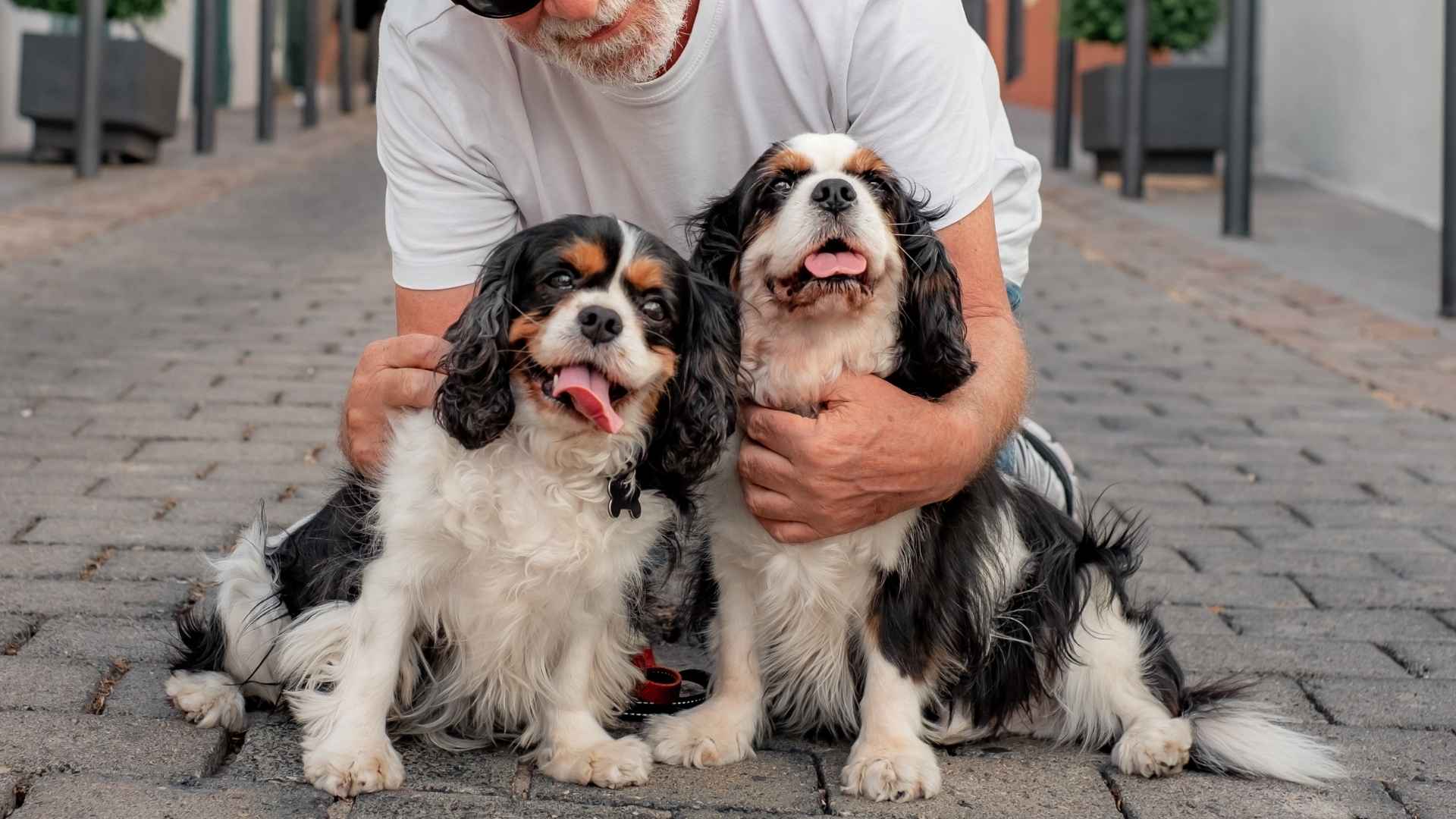 7 Dog Breeds For An Elderly Person: The Affectionate And Calm Dogs