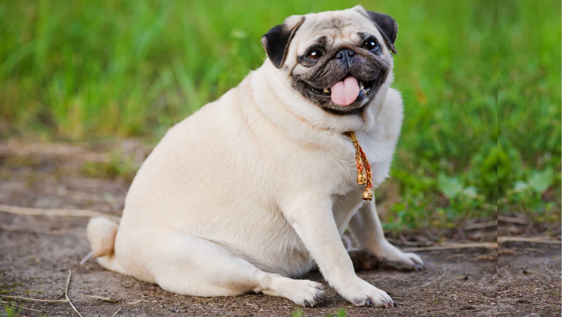 7 Dog Breeds More Prone to Being Overweight