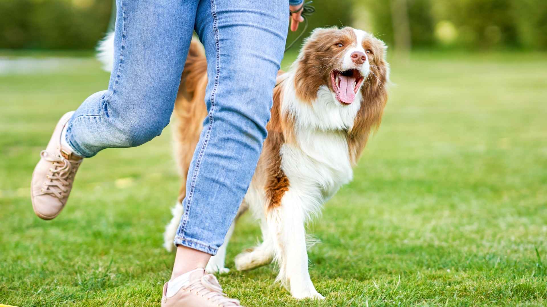 7 Dog Breeds Most Likely to Follow You and Stay by Your Side