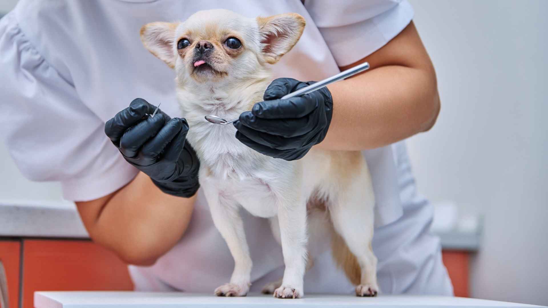 7 Dog Breeds Most Prone to Dental Disease
