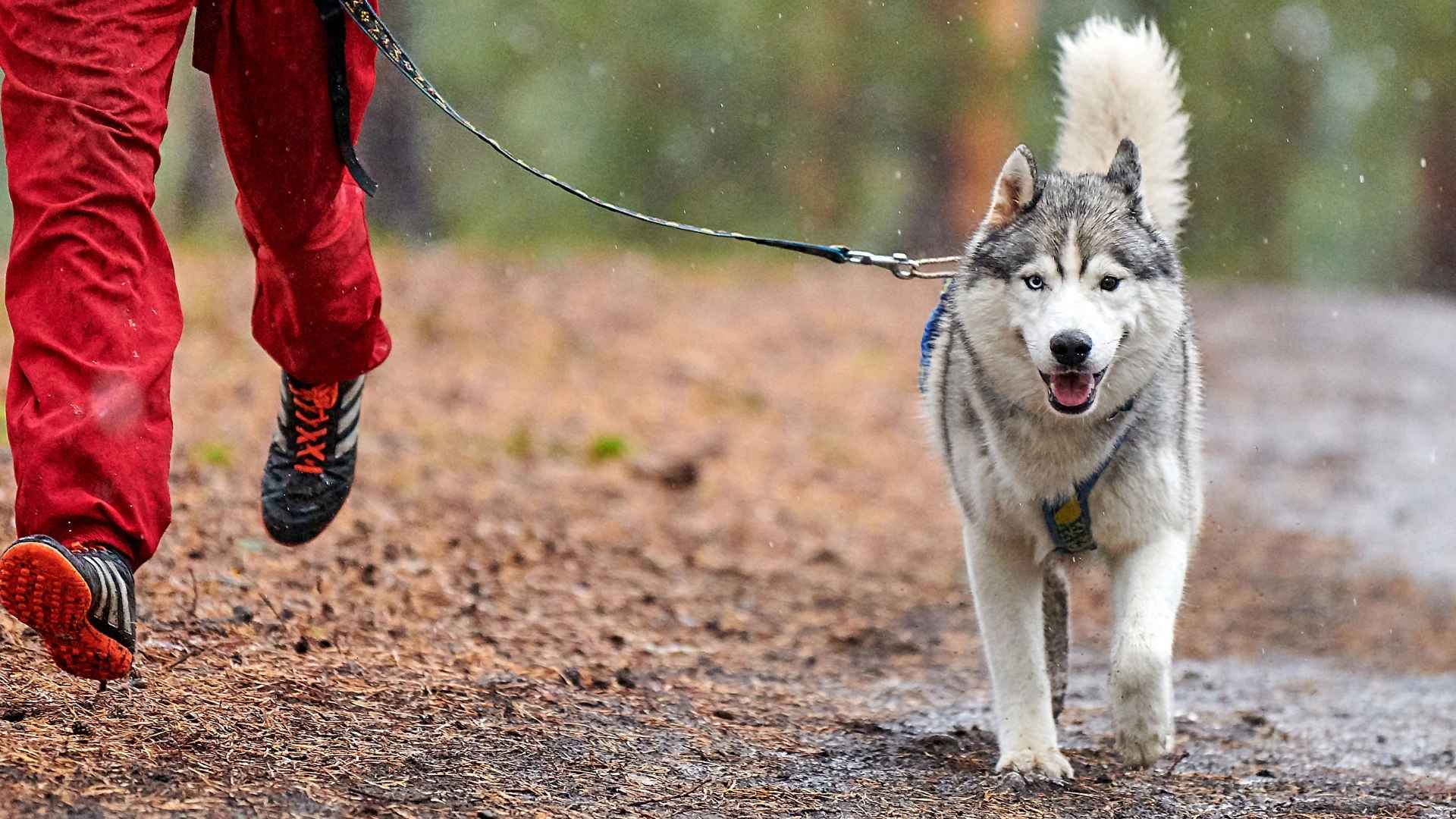 7 Dog Breeds Perfect for Athletes: Perfect for an Energetic Lifestyle