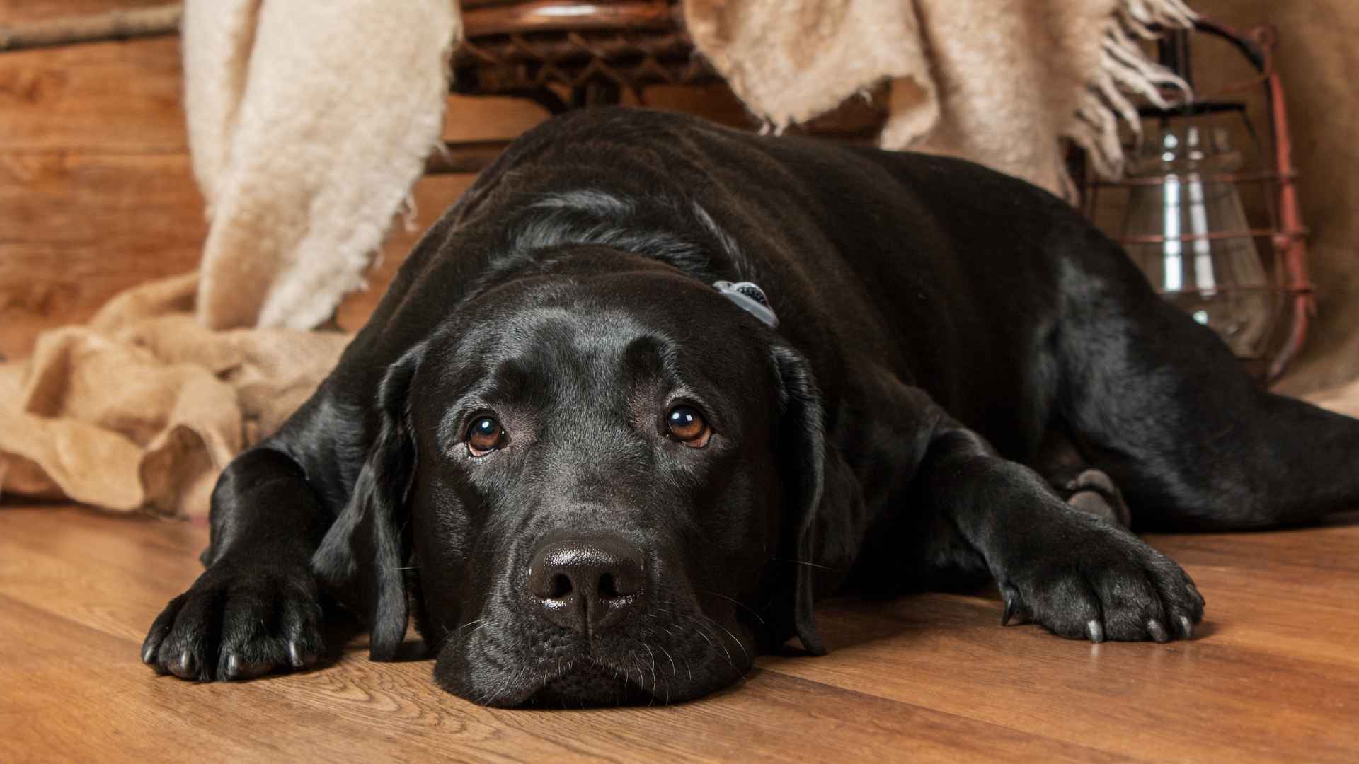 7 Dog Breeds Prone To Anxiety: Sensitive Souls with Big Hearts