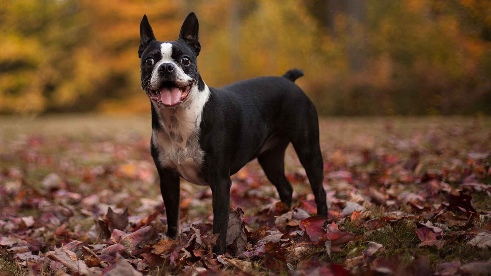 7 Dog Breeds Similar To French Bulldogs