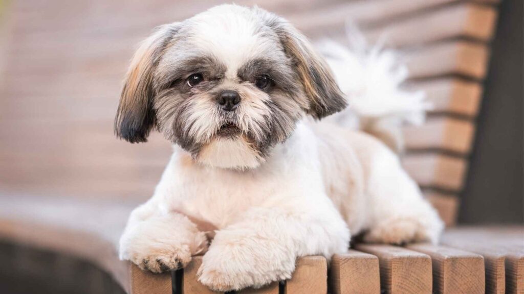 7 Dog Breeds Similar To Lhasa Apso: From Tibet to Your Home