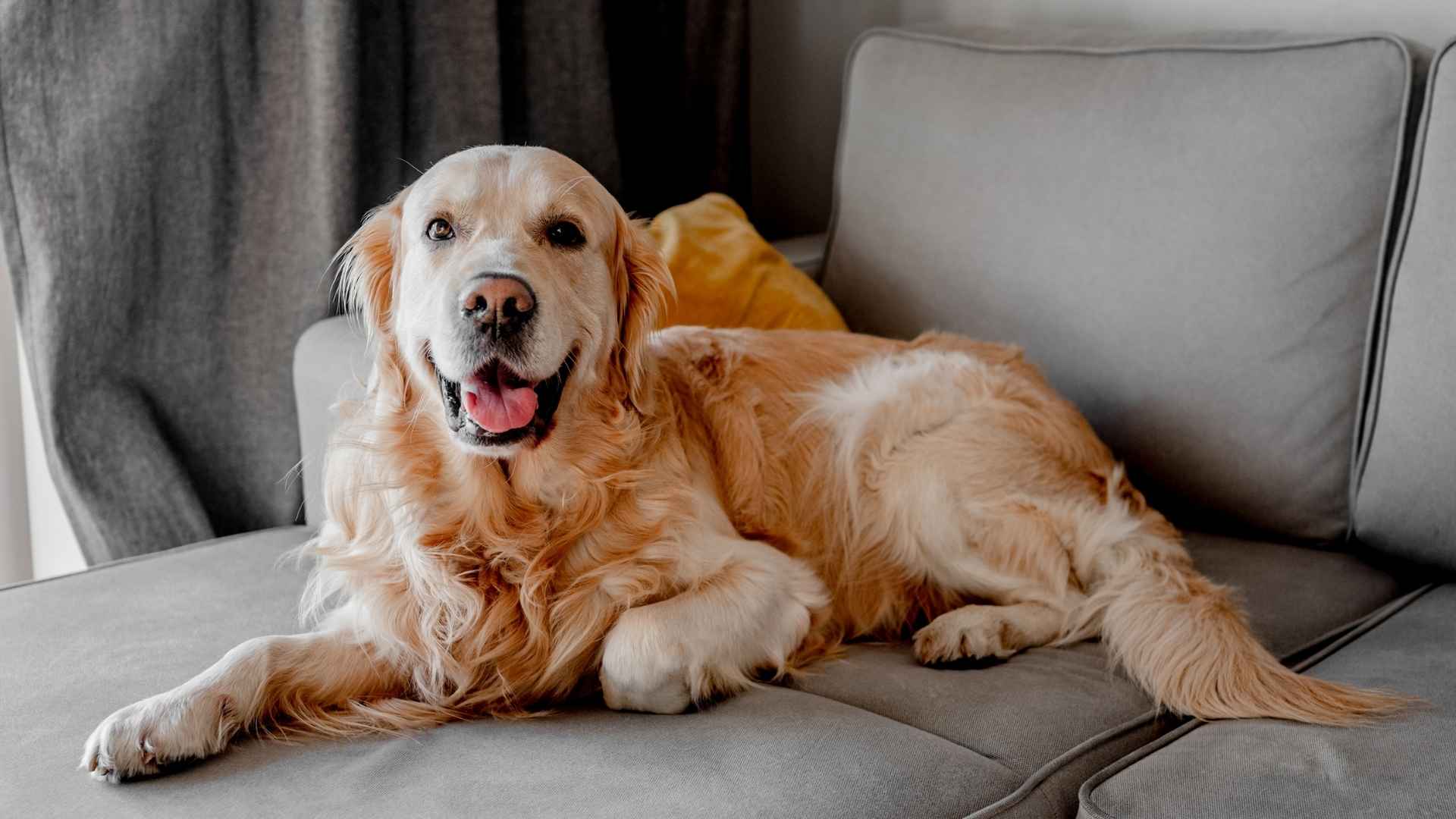 7 Dog Breeds That Act More Human Than Canine