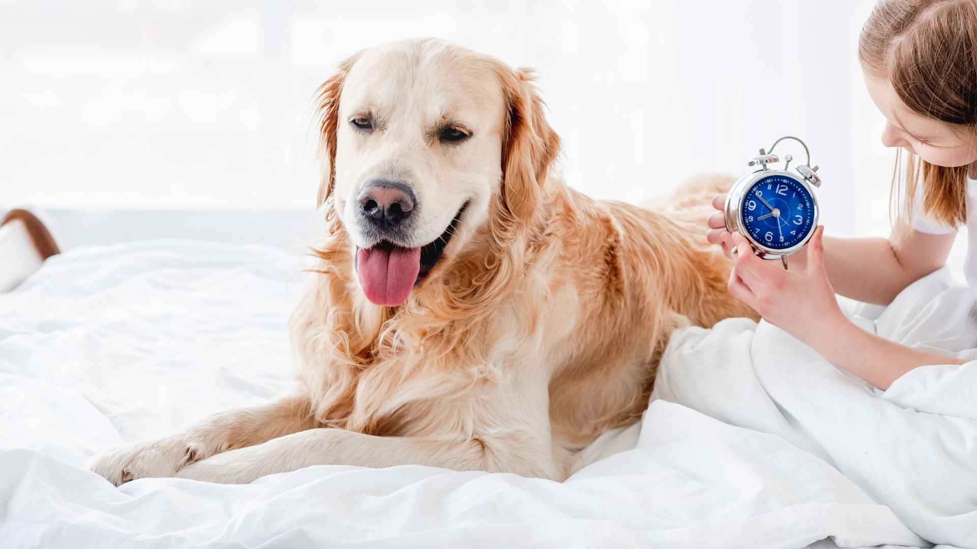 7 Dog Breeds That Are Better Than Alarm Clocks