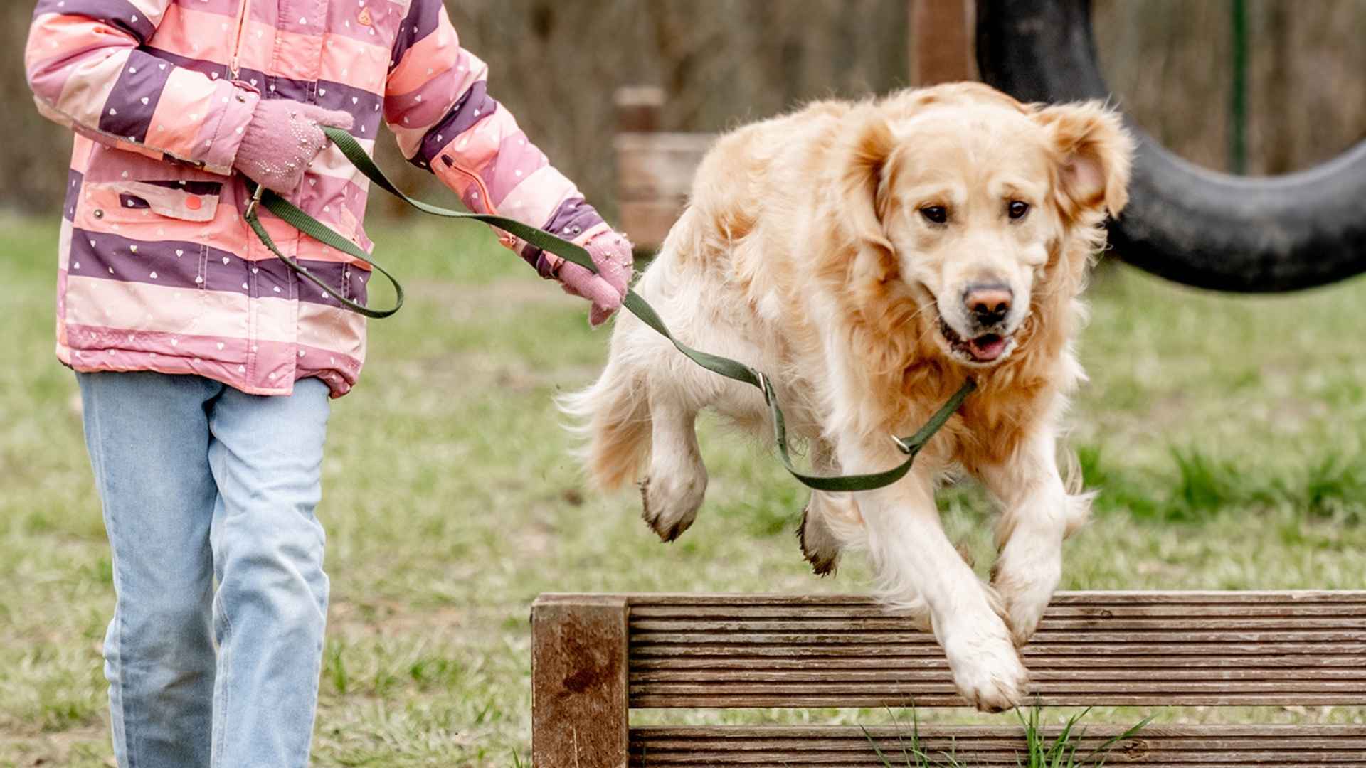 7 Dog Breeds That Are Impressively Quick Learners and Easy to Train