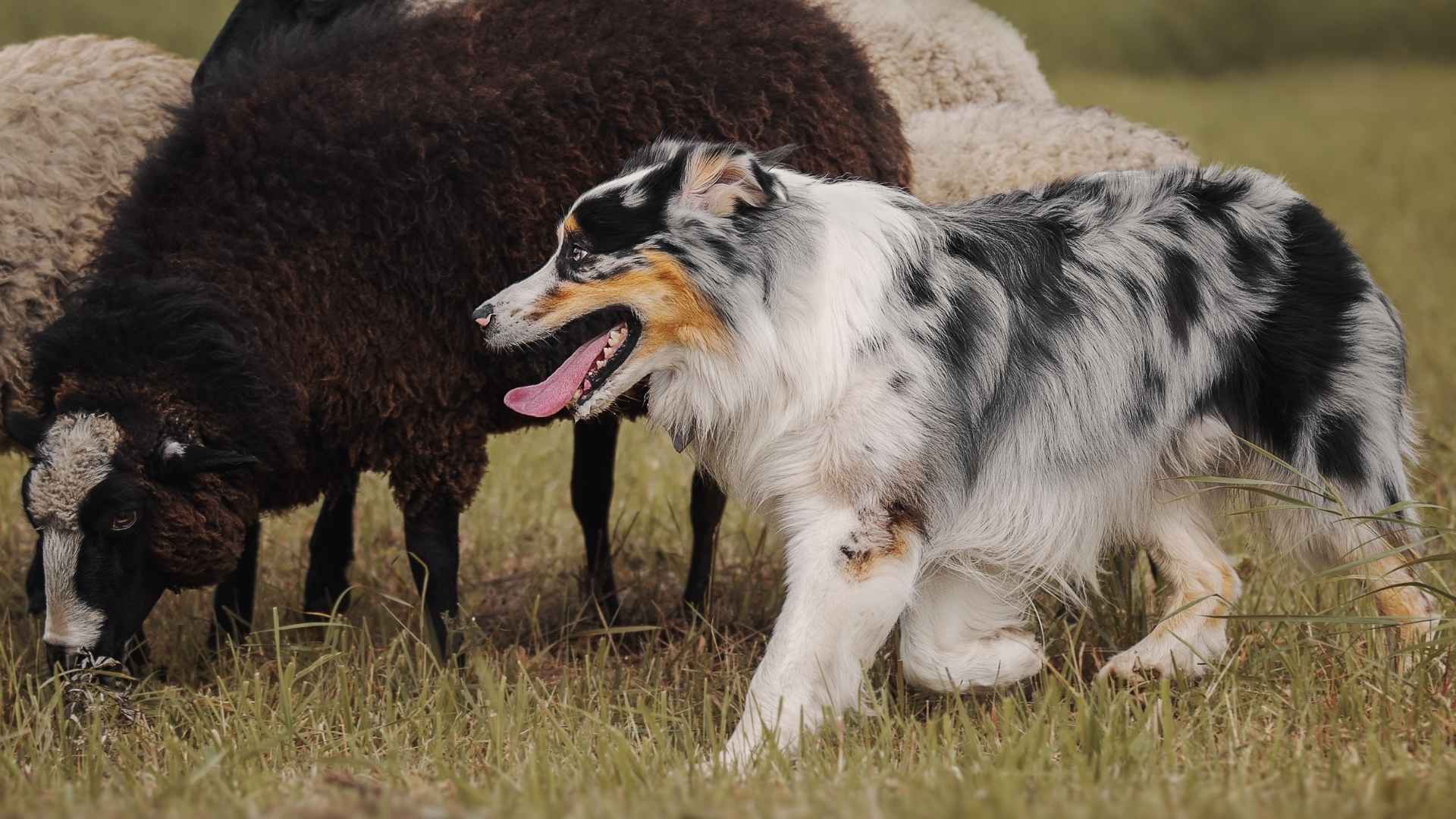 7 Dog Breeds That Are Natural-Born Performers