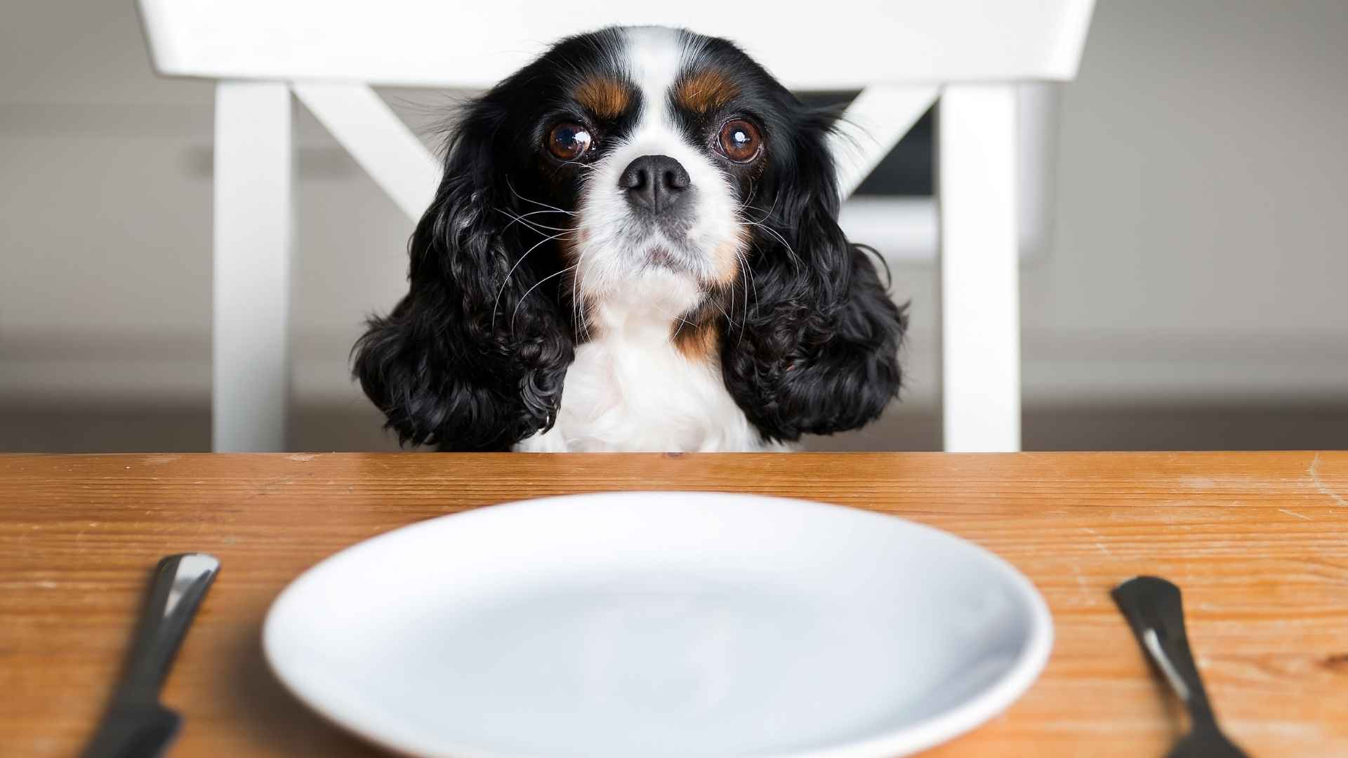 7 Dog Breeds That Are Picky Eaters & Turn Their Noses Up at Dinner