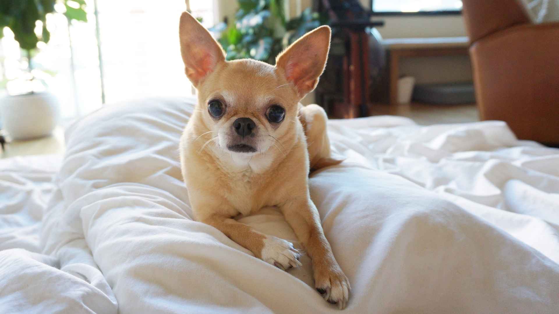 7 Dog Breeds That Can Be Left Alone Without Feeling Guilty