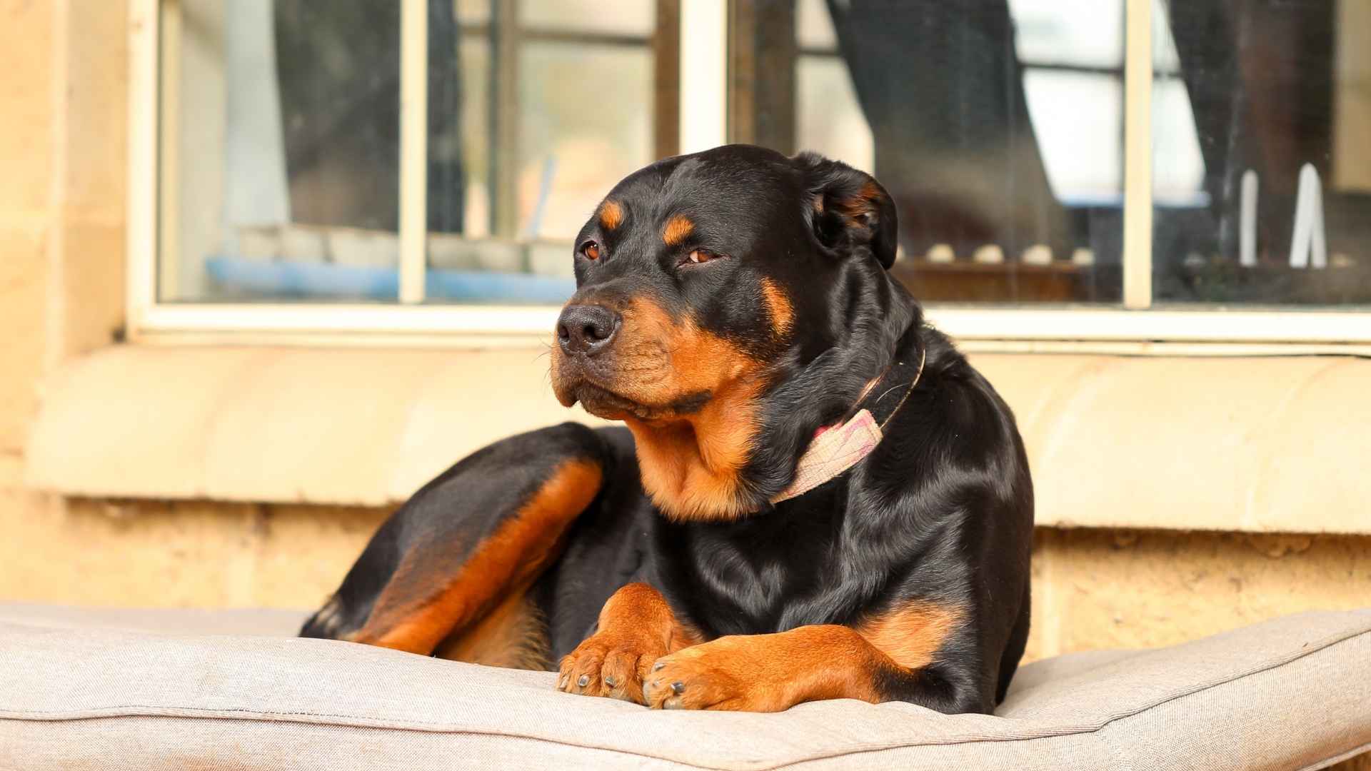 7 Dog Breeds That Can Handle Intruders and Defend Their Territory