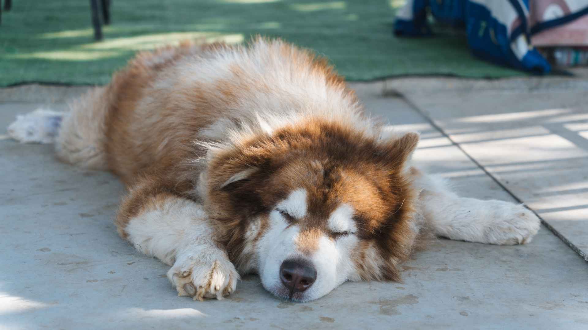 7 Dog Breeds That Can Sleep Outside: Built for Outdoor Living