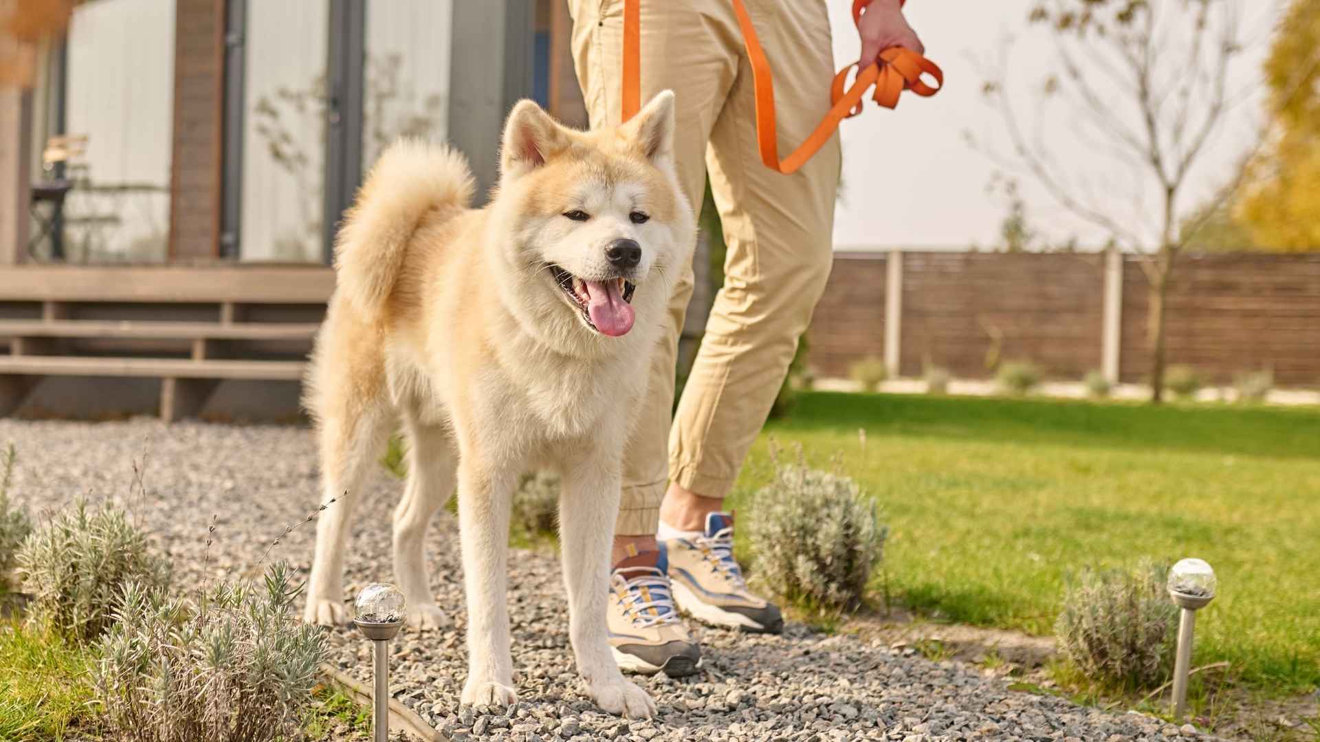 7 Dog Breeds That Can't be Trusted Off Leash