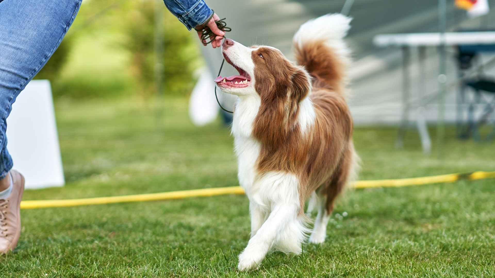 7 Dog Breeds That Excel At Learning Tricks