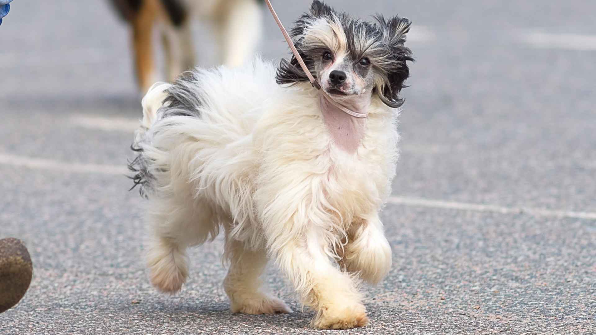 7 Dog Breeds That Look Like They Came from Another Planet