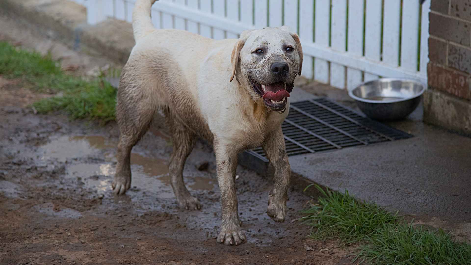 7 Dog Breeds That Love To Play In The Mud