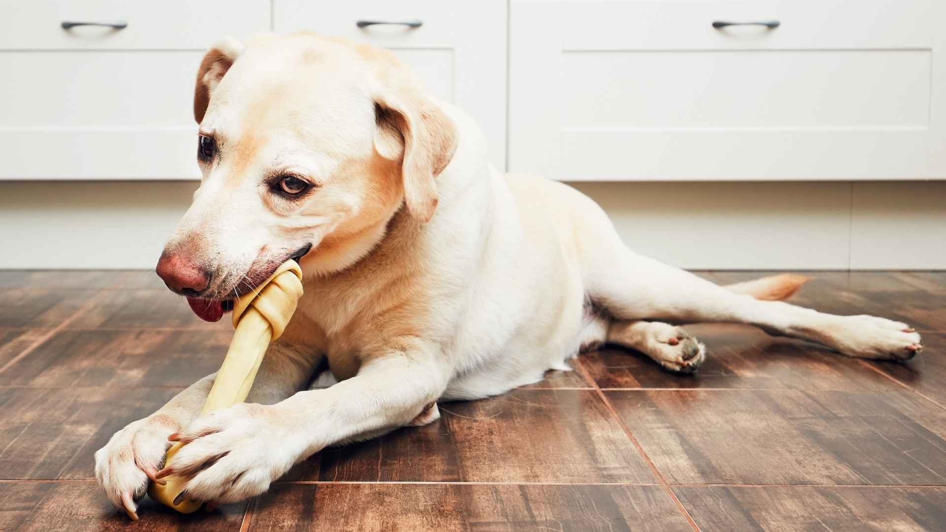 7 Dog Breeds That Will Chew Anything and Need Extra Attention and Toys