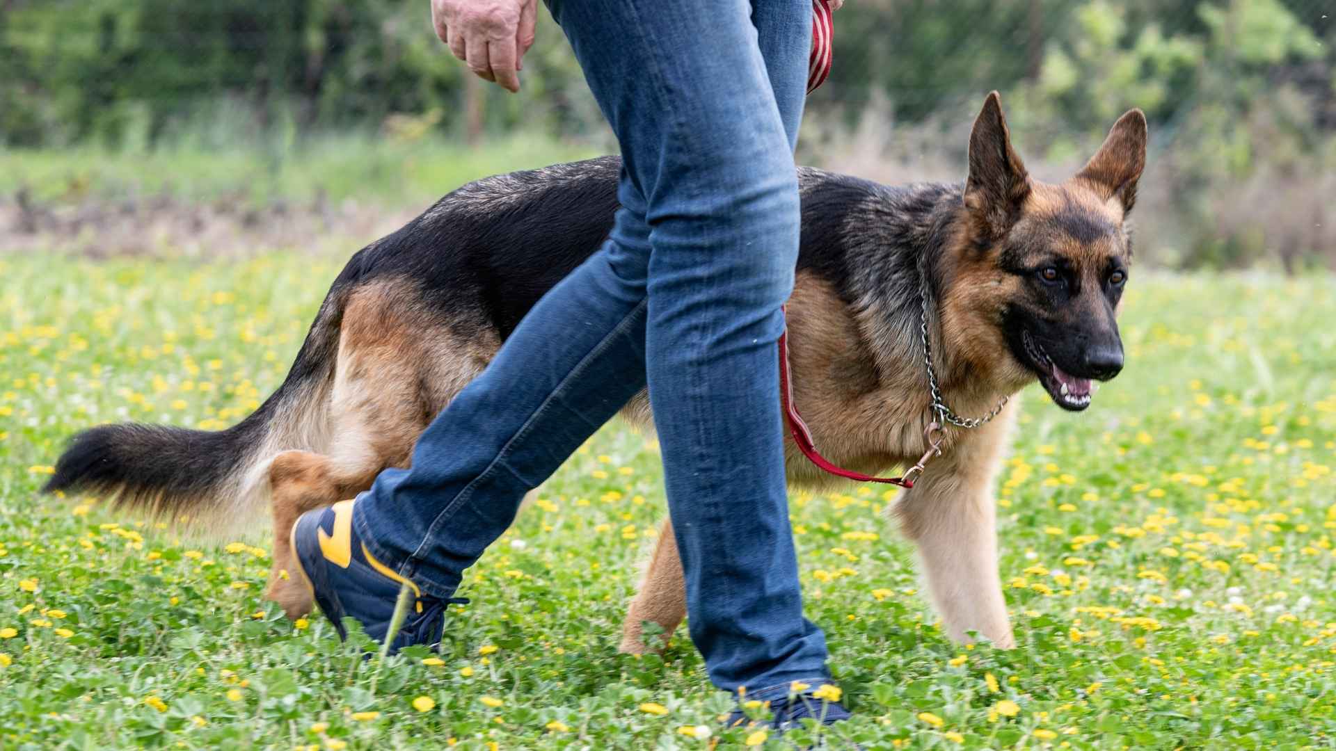 7 Dog Breeds That Will Guard You With Their Life