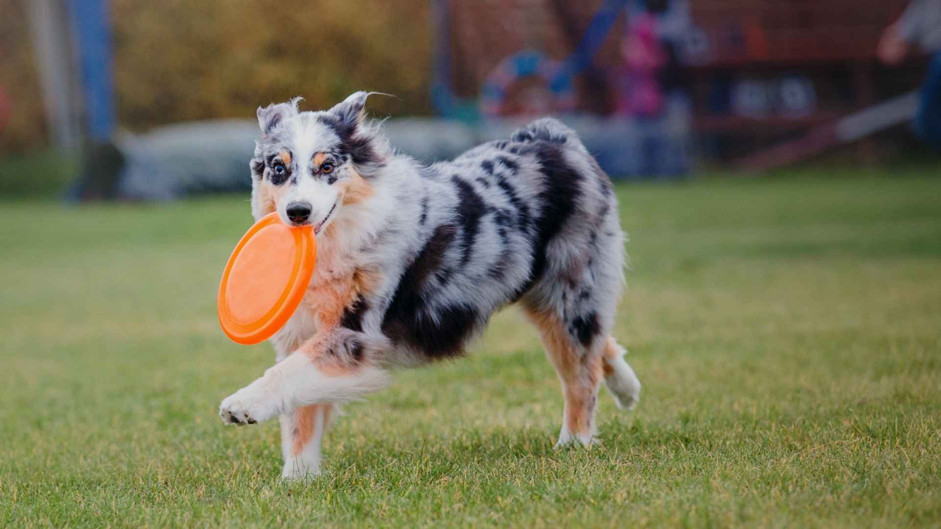 7 Dog Breeds That Will Never Say No To Fetch Fun