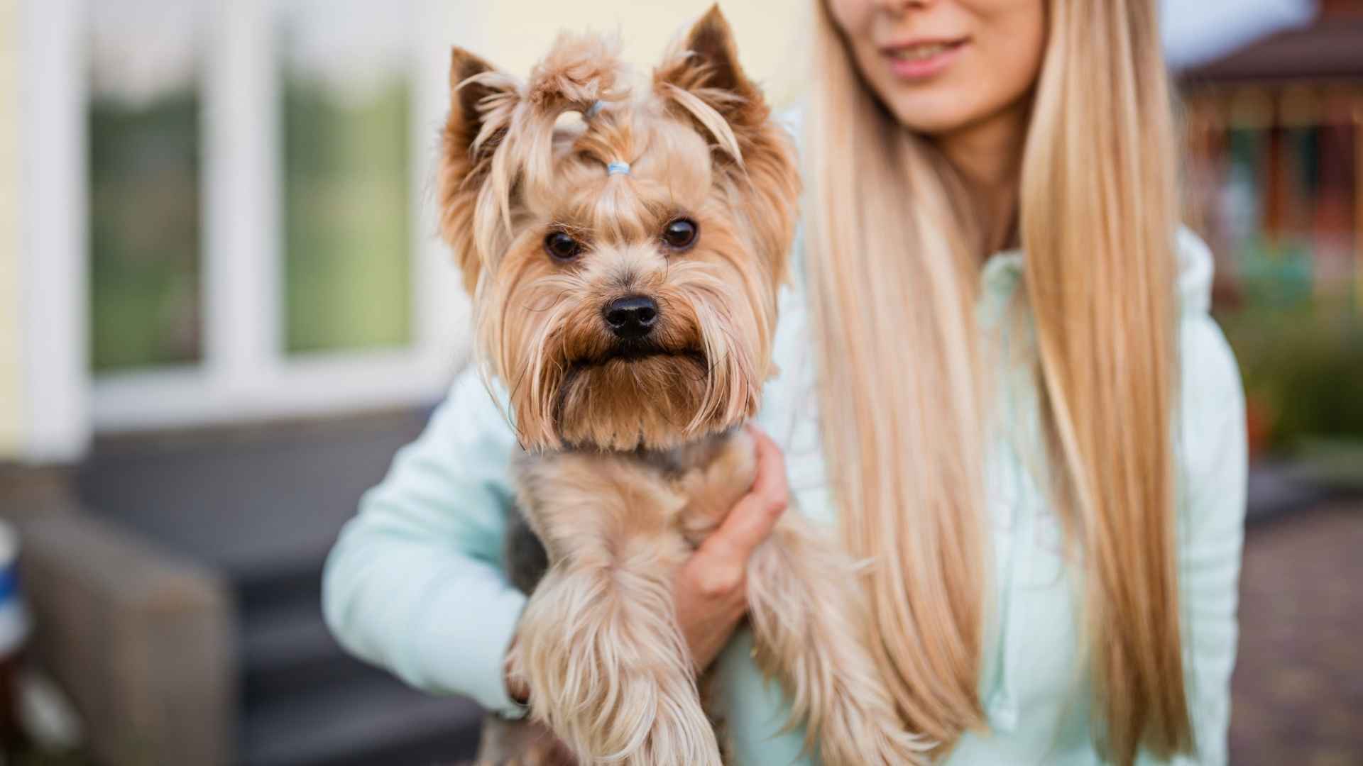 7 Dog Breeds Under 20 Pounds You’ll Instantly Fall in Love