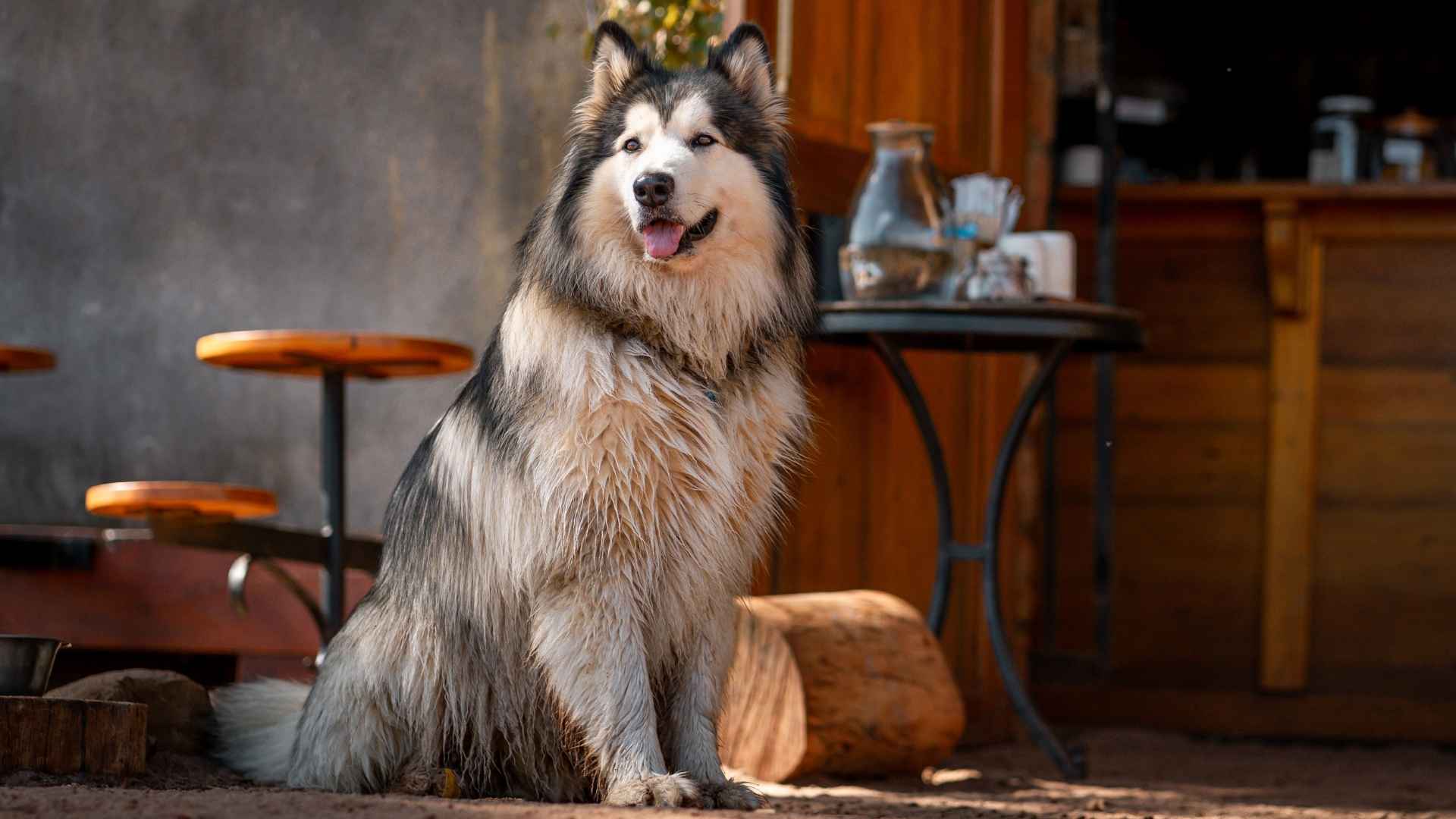 7 Dog Breeds Who are Not Prone to Separation Anxiety