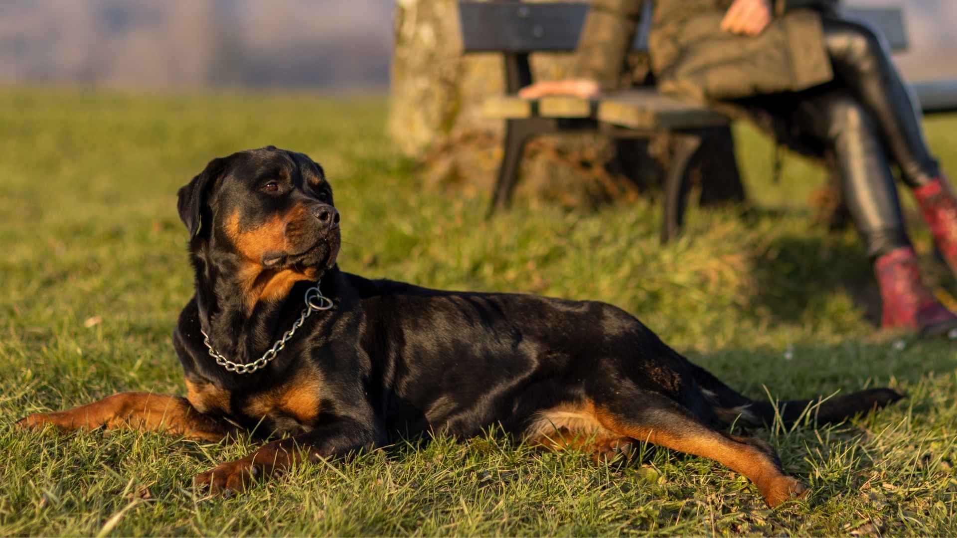 7 Dog Breeds With Best Sense Of Danger Awareness for Your Safety