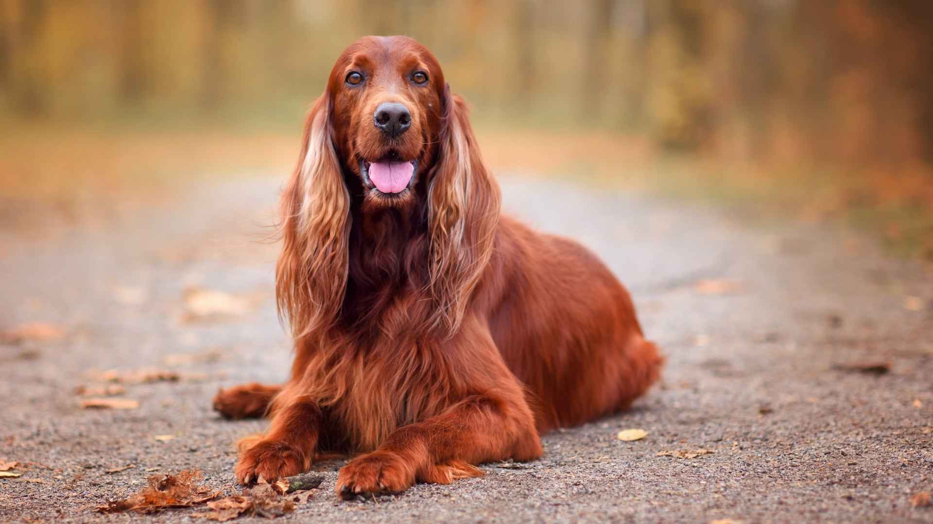 7 Dog Breeds With Floppy Ears That Are Irresistibly Cute