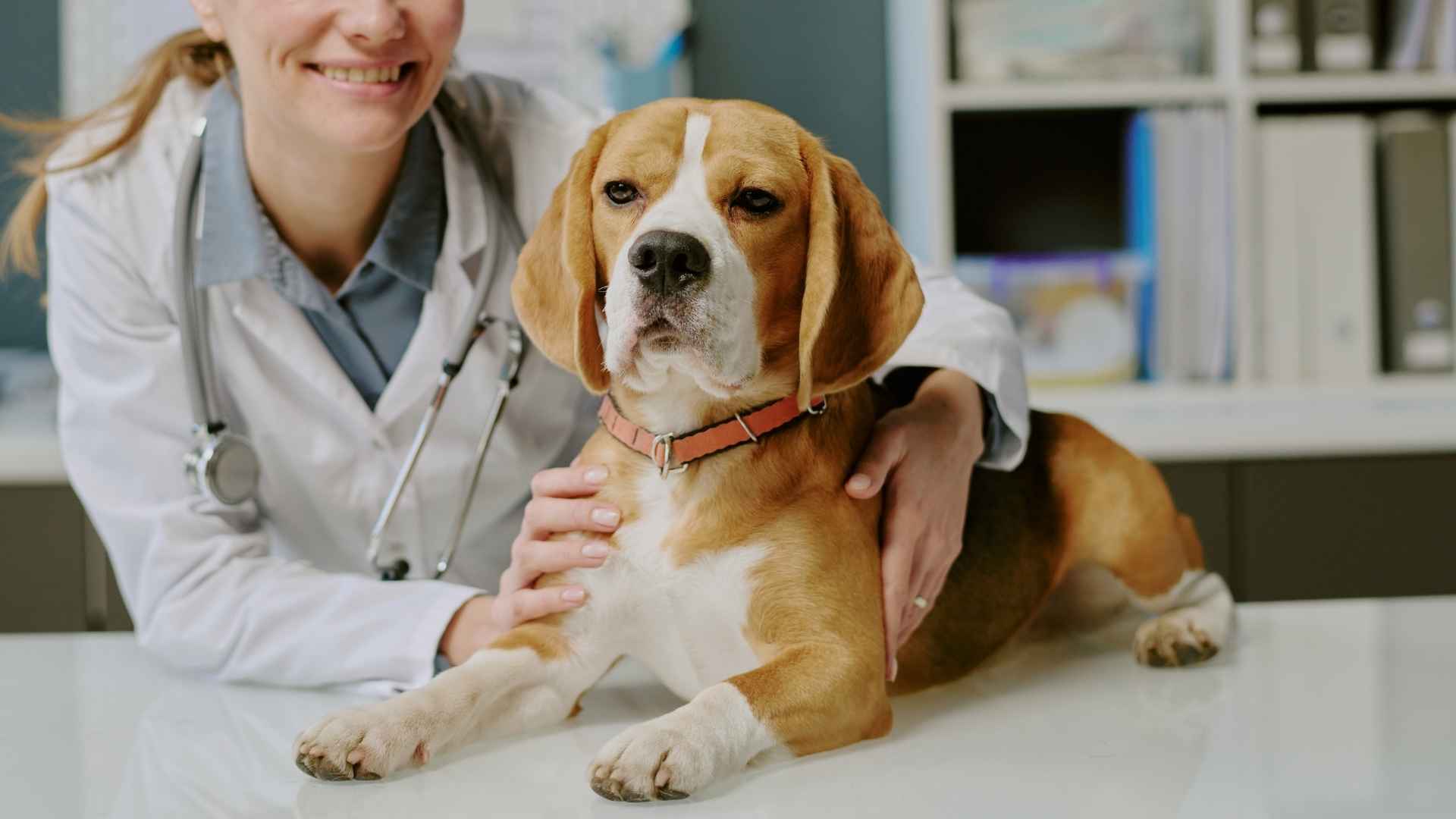 7 Dog Breeds With Minimal Health Issues for Happy Companionship