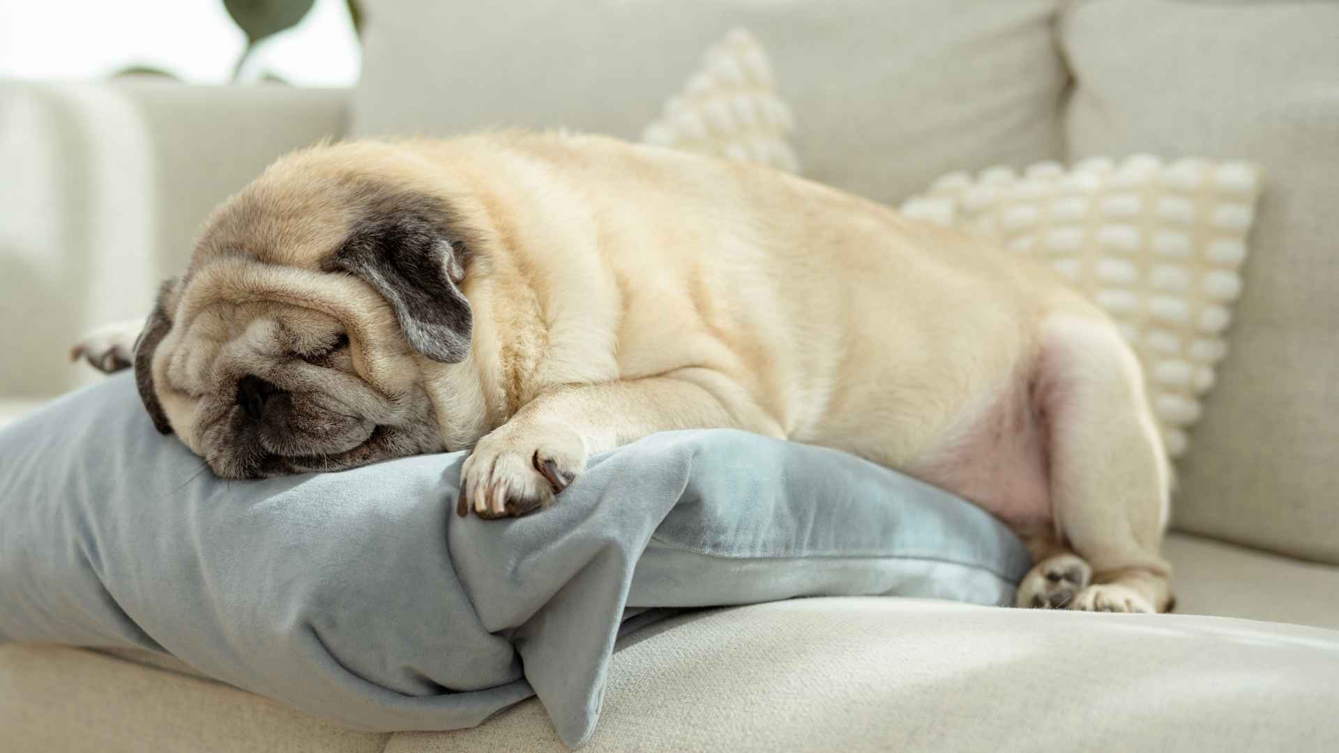 7 Dog Breeds With The Funniest Sleep Positions You’ll Ever See